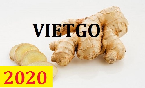 Cơ hội giao thương – Đơn hàng Thường Xuyên - Cơ hội xuất khẩu Gừng Tươi sang thị trường Ấn Độ