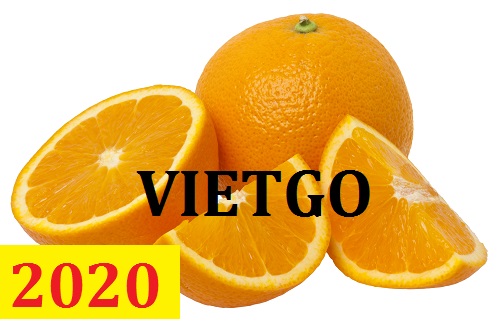 Cơ hội giao thương – Đơn hàng Thường Xuyên - Cơ hội xuất khẩu Cam Vàng sang thị trường Ấn Độ