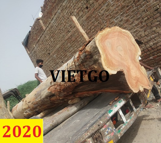 Cơ hội giao thương  - Đơn hàng thường xuyên - Cơ hội xuất khẩu Gỗ bạch đàn tròn sang thị trường Ấn Độ