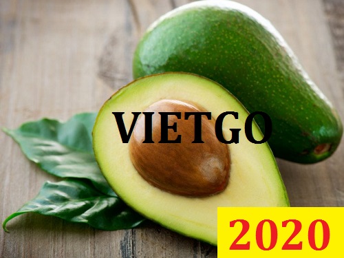 Cơ hội giao thương Đặc Biệt – Đơn hàng Thường Xuyên - Cơ hội xuất khẩu Quả Bơ sang thị trường UAE