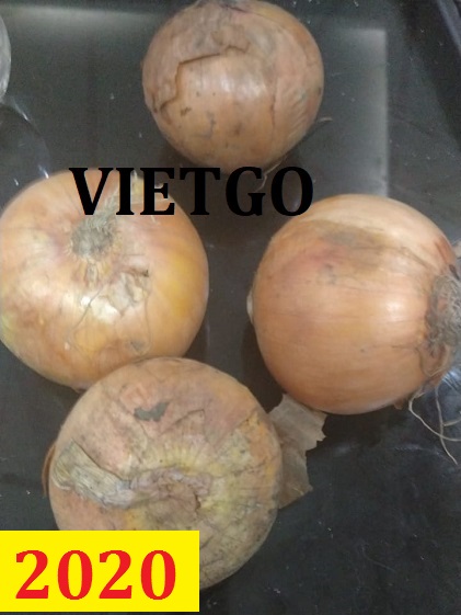 Cơ hội giao thương - Đơn hàng thường xuyên - Cơ hội xuất khẩu hành tây sang thị trường Ấn Độ