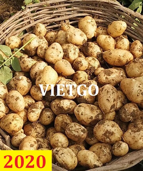 Cơ hội giao thương – Đơn hàng Thường Xuyên - Cơ hội xuất khẩu Khoai Tây sang thị trường Ấn Độ