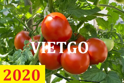 Cơ hội giao thương – Đơn hàng Thường Xuyên - Cơ hội xuất khẩu Cà Chua sang thị trường Ấn Độ