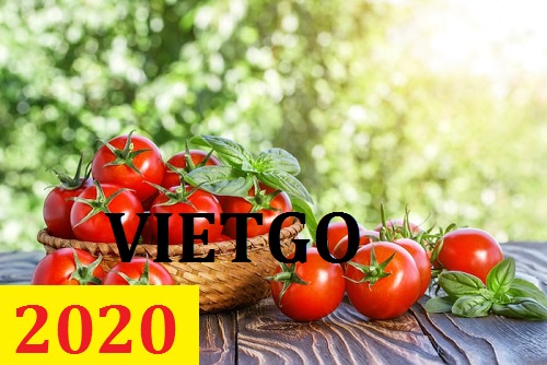 Cơ hội giao thương – Đơn hàng Thường Xuyên - Cơ hội xuất khẩu Cà Chua sang thị trường UAE