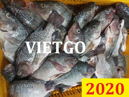 Cơ hội giao thương Đặc Biệt Cả Năm – Cơ hội xuất khẩu Cá rô phi cho một doanh nghiệp lớn tại Bénin