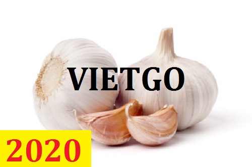 Cơ hội giao thương – Đơn hàng Thường Xuyên - Cơ hội xuất khẩu Tỏi Trắng sang thị trường Ấn Độ