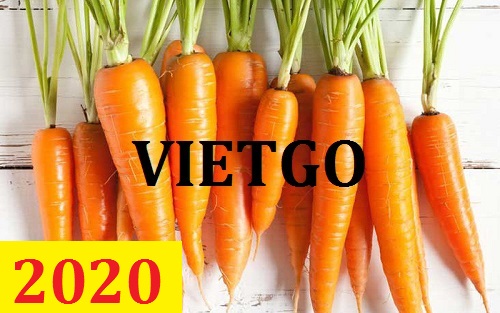 Cơ hội giao thương – Đơn hàng Thường Xuyên - Cơ hội xuất khẩu Cà Rốt sang thị trường Kuwait