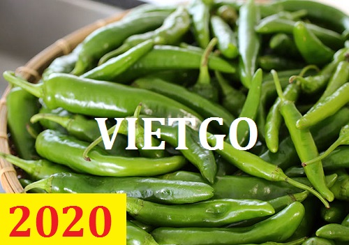 Cơ hội giao thương – Đơn hàng Thường Xuyên - Cơ hội xuất khẩu Ớt Xanh sang thị trường Pakistan