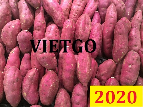Cơ hội giao thương Đặc Biệt – Đơn hàng Cả Năm - Cơ hội xuất khẩu Khoai Lang sang thị trường Dubai