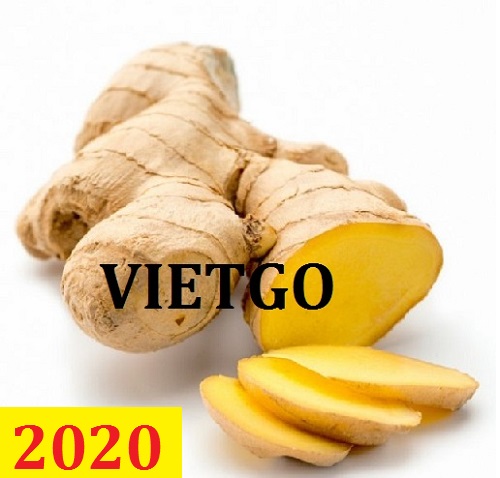 Cơ hội giao thương – Đơn hàng Thường Xuyên - Cơ hội xuất khẩu Gừng Tươi sang thị trường Guatemala