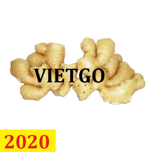 Cơ hội giao thương – Đơn hàng thường xuyên – Cơ hội xuất khẩu gừng tươi từ Việt Nam sang thị trường UAE.