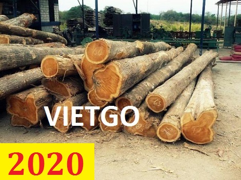 Cơ Hội Giao Thương - Đơn Hàng Thường Xuyên – Cơ Hội Xuất Khẩu Gỗ Teak Tròn Sang Thị Trường Ấn Độ.