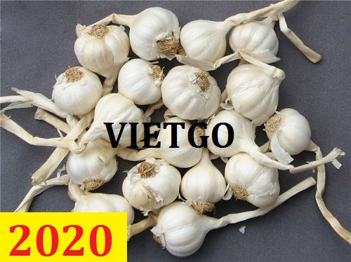 Cơ hội giao thương - Đơn hàng thường xuyên - Cơ hội xuất khẩu tỏi trắng sang thị trường Mozambique