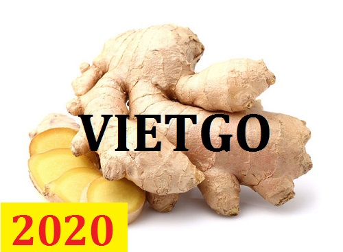 Cơ hội giao thương – Đơn hàng Thường Xuyên - Cơ hội xuất khẩu Gừng Tươi sang thị trường Ả Rập Xê Út