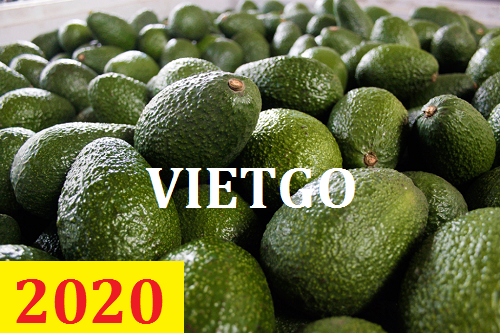 Cơ hội giao thương  - Đơn Hàng Thường Xuyên -  Cơ hội xuất khẩu Quả Bơ sang thị trường Ấn Độ