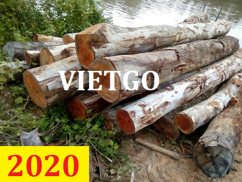 Cơ hội giao thương – Đơn hàng thường xuyên - Cơ hội xuất khẩu Gỗ bạch đàn tròn  sang thị trường Ấn Độ
