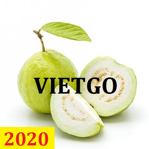 Cơ hội giao thương  - Đơn Hàng Thường Xuyên -  Cơ hội xuất khẩu Quả Ổi sang thị trường UAE