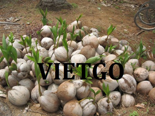 Cơ hội giao thương  -  Cơ hội xuất khẩu Mầm Dừa sang thị trường Ấn Độ