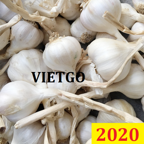 Cơ hội giao thương Đặc Biệt – Đơn hàng Thường Xuyên - Cơ hội xuất khẩu Tỏi Trắng sang thị trường UAE