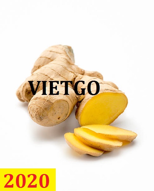 Cơ hội giao thương  - Đơn Hàng Thường Xuyên -  Cơ hội xuất khẩu Gừng Tươi sang thị trường Thổ Nhĩ Kỳ
