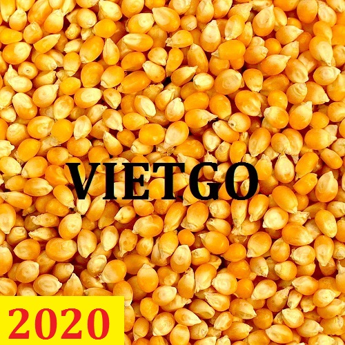Cơ hội giao thương – Đơn hàng thường xuyên – Cơ hội xuất khẩu Ngô vàng sang thị trường Oman.