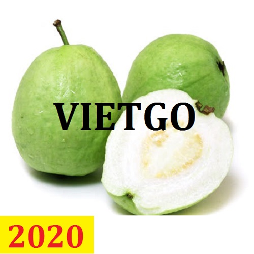 Cơ hội giao thương – Đơn hàng Thường Xuyên - Cơ hội xuất khẩu Ổi tươi sang thị trường Bangladesh