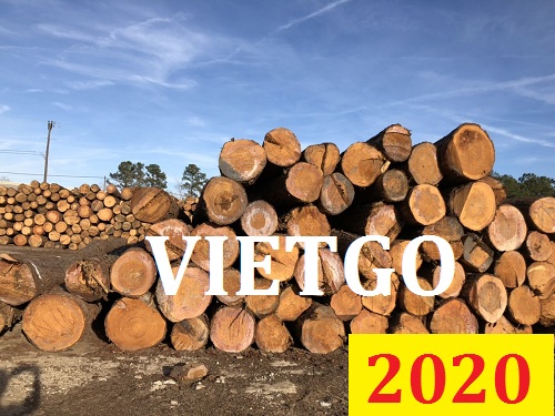 Cơ Hội Giao Thương Đặc Biệt - Đơn Hàng Thường Xuyên – Cơ Hội Xuất Khẩu Gỗ Thông Tròn Sang Thị Trường Ấn Độ.