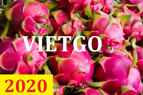 Cơ hội giao thương  - Đơn Hàng Thường Xuyên -  Cơ hội xuất khẩu Thanh Long sang thị trường Ấn Độ
