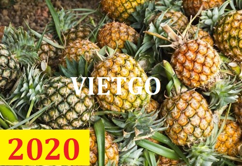 Cơ hội giao thương – Đơn hàng thường xuyên – Cơ hội xuất khẩu Quả Dứa sang thị trường Nga.