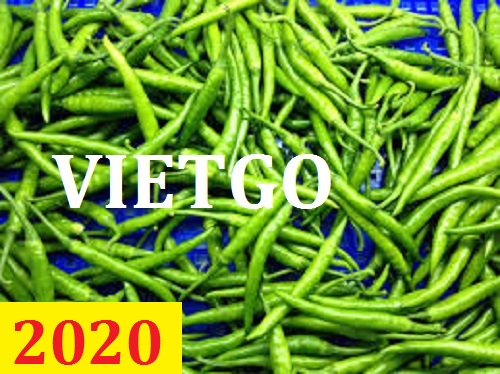 Cơ hội giao thương – Đơn hàng thường xuyên – Cơ hội xuất khẩu Ớt xanh từ Việt Nam sang thị trường Qatar.