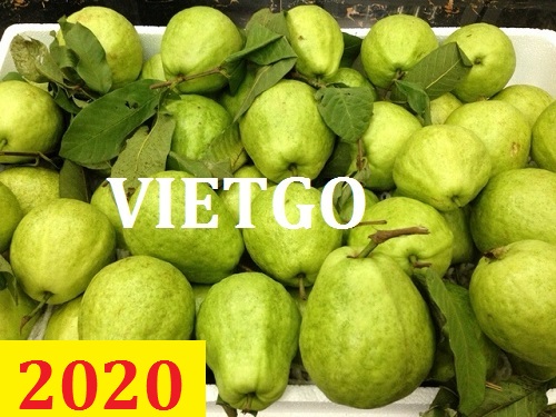Cơ hội giao thương – Đơn hàng thường xuyên – Cơ hội xuất khẩu Ổi ngọt sang thị trường Dubai.