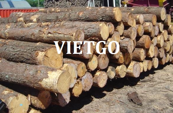 (Gấp) Cơ Hội Giao Thương - Đơn Hàng Thường Xuyên – Cơ Hội Xuất Khẩu Gỗ Thông Tròn Sang Thị Trường Trung Quốc.