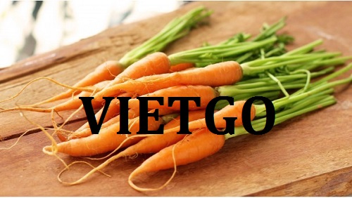 Cơ hội giao thương  - Đơn Hàng Thường Xuyên -  Cơ hội xuất khẩu Cà Rốt sang thị trường Qatar