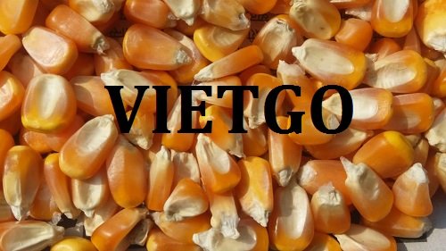 Cơ hội giao thương – Đơn hàng thường xuyên – Cơ hội xuất khẩu ngô hạt sang thị trường Dubai.