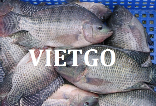 Cơ hội giao thương – Đơn hàng cả năm – Một doanh nghiệp tại Mỹ đang cần tìm đối tác cung cấp cá rô phi tại Việt Nam