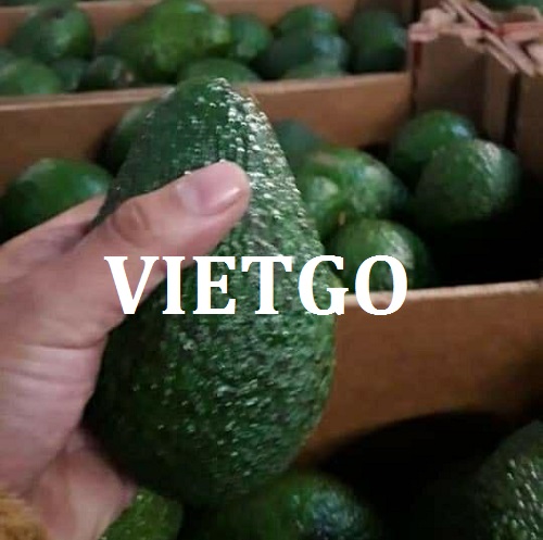 Cơ hội giao thương - Đơn Hàng Thường Xuyên -  Cơ hội xuất khẩu Quả Bơ sang thị trường Ai Cập