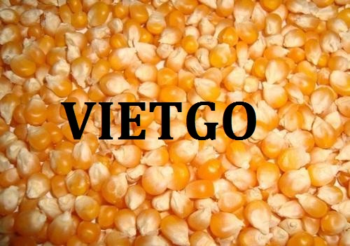 Cơ hội giao thương – Đơn hàng Thường xuyên - Cơ hội xuất khẩu Ngô Hạt sang thị trường Ấn Độ.
