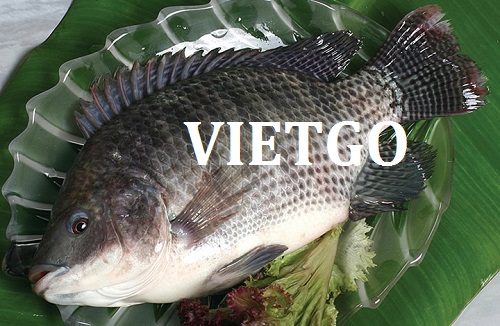 Cơ hội giao thương – Đơn hàng cả năm – Doanh nghiệp Nhật Bản cần tìm nhà cung cấp Cá rô phi đông lạnh