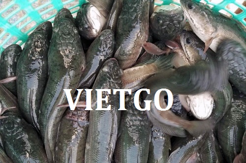 Cơ hội giao thương – Đơn hàng cả năm – Doanh nghiệp Nhật Bản cần tìm nhà cung cấp Cá lóc nguyên con đông lạnh