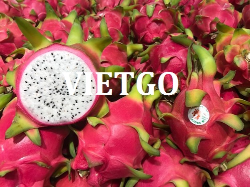 Cơ hội giao thương - Đơn hàng hàng tuần – Cơ hội xuất khẩu Thanh long sang thị trường Ấn Độ.