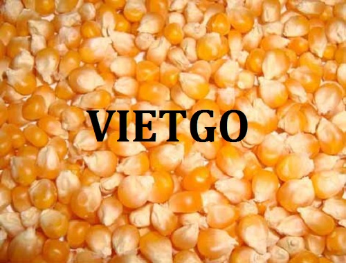 Cơ hội giao thương - Đơn hàng đặc biệt hàng tháng - Cơ hội xuất khẩu Ngô vàng sang thị trường Philippines.