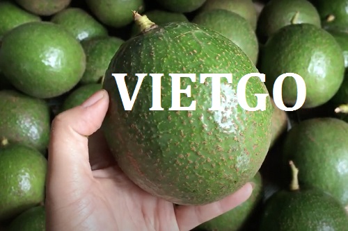 Cơ hội giao thương - Đơn Hàng Thường Xuyên -  Cơ hội xuất khẩu Quả Bơ sang thị trường Ấn Độ