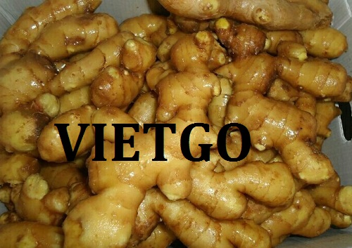 Cơ hội giao thương – Đơn hàng đặc biệt thường xuyên – Cơ hội xuất khẩu Gừng sang thị trường Bangladesh.