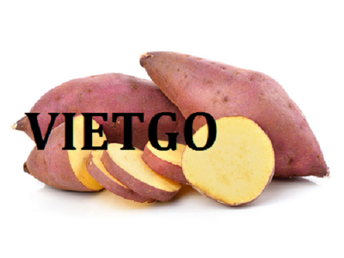 Cơ hội giao thương Đặc Biệt  - Đơn Hàng Thường Xuyên -  Cơ hội xuất khẩu Khoai Lang sang thị trường Ấn Độ