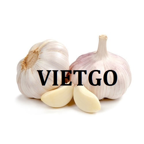 Cơ hội giao thương - Đơn Hàng Hàng Tuần -  Cơ hội xuất khẩu Tỏi Trắng sang thị trường Mỹ