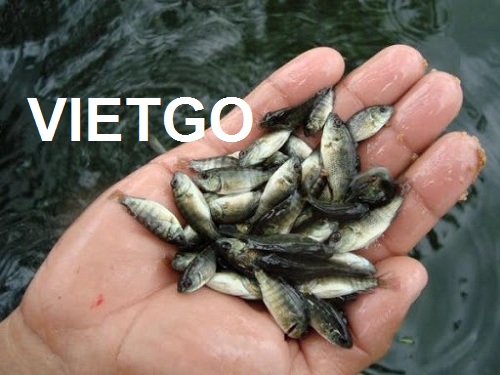 Cơ hội giao thương – Cơ hội xuất khẩu Cá rô phi giống sang Cộng hòa Togo