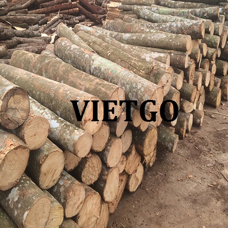 Cơ Hội Giao Thương - Đơn Hàng Thường Xuyên – Cơ Hội Xuất Khẩu Gỗ Keo Tròn Sang Thị Trường Ấn Độ.