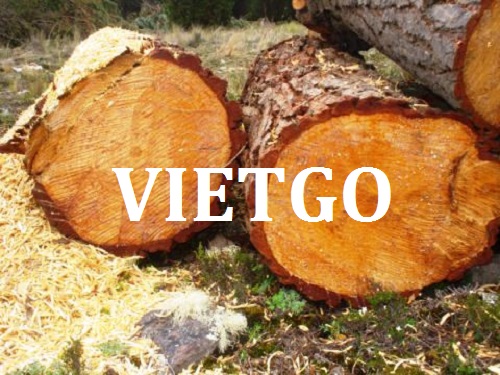Cơ Hội Giao Thương - Đơn Hàng Thường Xuyên – Cơ Hội Xuất Khẩu Gỗ Thông Vàng Tròn Sang Thị Trường UAE.