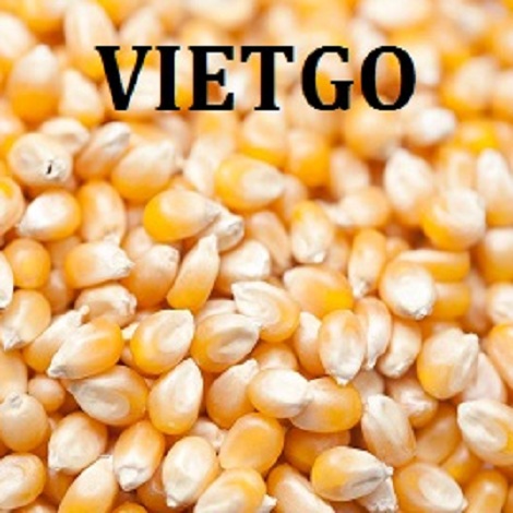 Cơ hội giao thương – Đơn hàng thường xuyên – Cơ hội xuất khẩu Ngô vàng sang thị trường Ai Cập.
