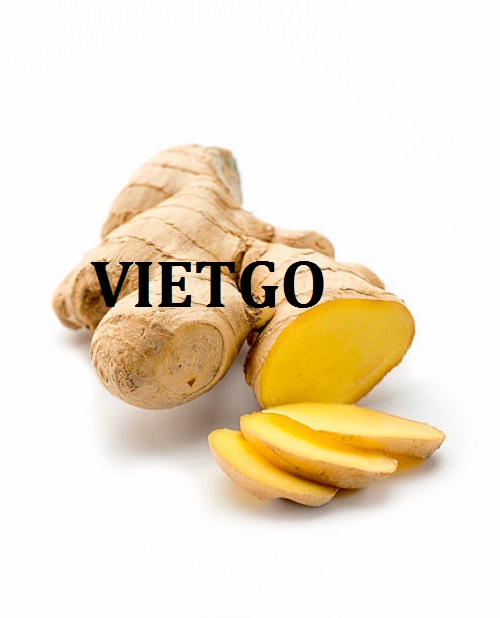 Cơ hội giao thương  - Đơn Hàng Thường Xuyên -  Cơ hội xuất khẩu Gừng Tươi sang thị trường UAE